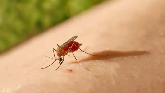 Sesap Investiga 7 Casos Suspeitos de Febre Oropouche em Natal