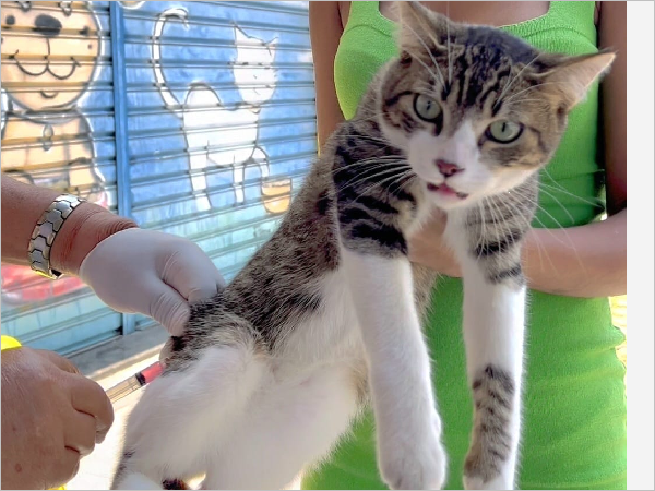 São Gonçalo supera meta da Campanha de Vacinação Antirrábica e protege mais de 31 mil animais