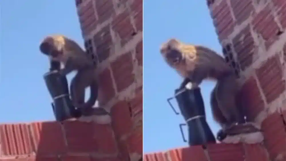 Tudo o que se sabe sobre o macaco-prego que virou “fora da lei” em cidade do RN