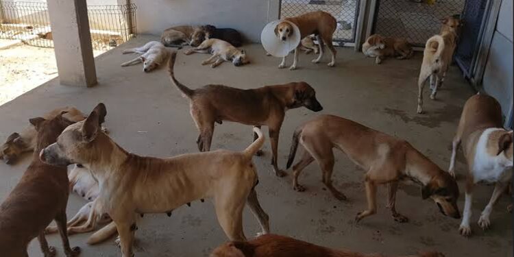 Condenados por maus-tratos a animais ficam proibidos de assumir cargos públicos no RN