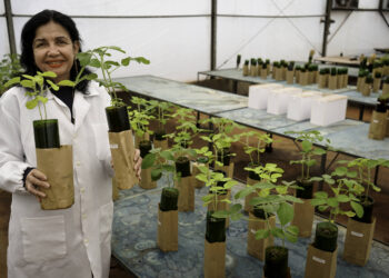 A brasileira que revolucionou a agricultura mundial e conquistou a revista Time