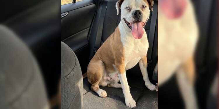 Criminoso usa IA para forjar foto de cachorra desaparecida e extorquir R$ 600 de família no PR